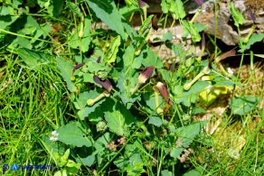 Aristolochia rotunda subsp. insularis (Aristolochia rotonda)