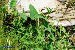 Aristolochia rotunda subsp. insularis (Aristolochia rotonda)