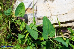 Aristolochia rotunda subsp. insularis (Aristolochia rotonda)