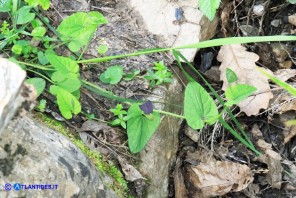 Aristolochia rotunda subsp. insularis (Aristolochia rotonda)