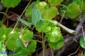 Aristolochia rotunda subsp. insularis (Aristolochia rotonda)