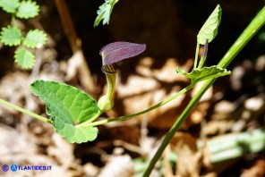 Aristolochia rotunda subsp. insularis (Aristolochia rotonda)