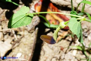 Aristolochia rotunda subsp. insularis (Aristolochia rotonda)