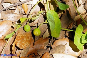 Aristolochia rotunda subsp. insularis (Aristolochia rotonda): i frutti