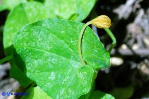 Aristolochia rotunda. subsp insularis (Aristolochia rotonda): un frutto