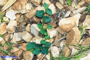 Aristolochia tyrrhena (Aristolochia tirrenica)