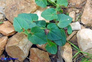 Aristolochia tyrrhena (Aristolochia tirrenica)