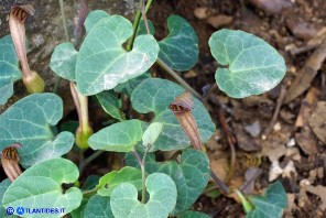 Aristolochia tyrrhena (Aristolochia tirrenica)