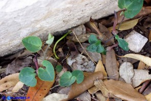 Aristolochia tyrrhena (Aristolochia tirrenica)