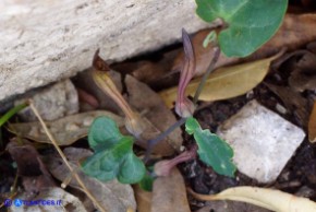 Aristolochia tyrrhena (Aristolochia tirrenica)