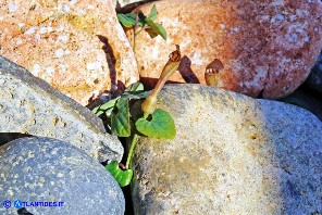Aristolochia tyrrhena (Aristolochia tirrenica)