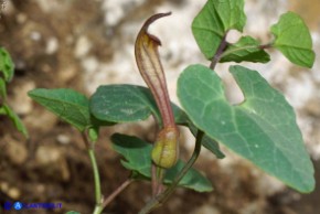 Aristolochia tyrrhena (Aristolochia tirrenica)