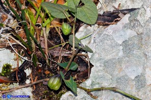 Aristolochia tyrrhena (Aristolochia tirrenica)