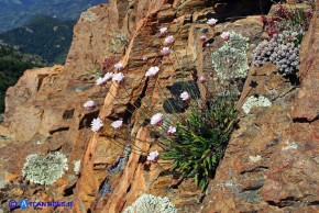 Armeria morisii (Spillone di Moris)