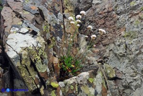 Armeria morisii (Spillone di Moris)