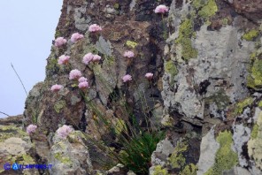 Armeria morisii (Spillone di Moris)