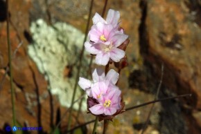 Armeria morisii (Spillone di Moris)