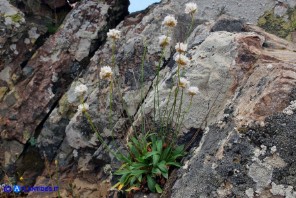 Armeria morisii (Spillone di Moris)
