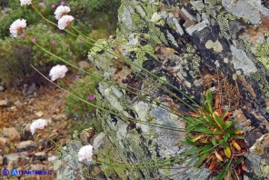 Armeria morisii (Spillone di Moris)