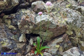 Armeria morisii (Spillone di Moris)