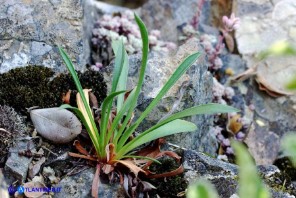 Armeria morisii (Spillone di Moris)