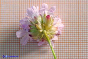 Armeria morisii (Spillone di Moris): l'involucro di brattee dei capolini