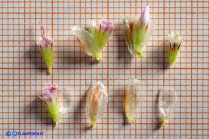 Armeria morisii (Spillone di Moris): calici e brattee