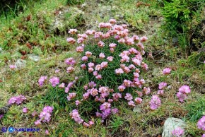 Armeria sardoa subsp. genargentea (Spillone del Gennargentu)