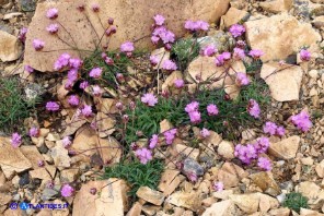 Armeria sardoa subsp. genargentea (Spillone del Gennargentu)