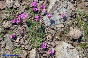 Armeria sardoa subsp. genargentea (Spillone del Gennargentu)