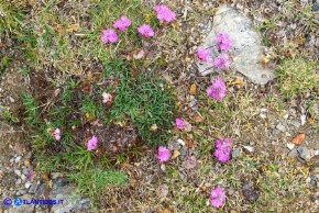 Armeria sardoa subsp. genargentea (Spillone del Gennargentu)