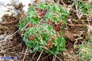 Armeria sardoa subsp. genargentea (Spillone del Gennargentu)