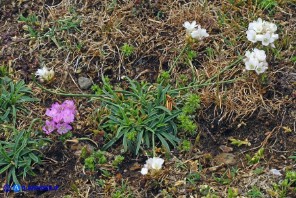 Armeria sardoa subsp. genargentea (Spillone del Gennargentu): esemplare a fiori bianchi