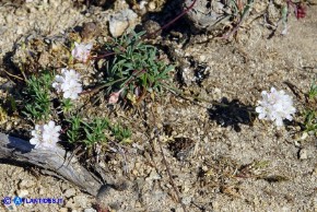Armeria sardoa subsp. genargentea (Spillone del Gennargentu): esemplare a fiori bianchi