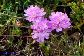 Armeria sardoa subsp. genargentea (Spillone del Gennargentu)