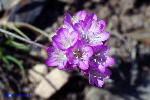 Armeria sardoa subsp. genargentea (Spillone del Gennargentu)