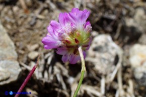 Armeria sardoa subsp. genargentea (Spillone del Gennargentu)