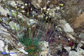 Armeria sardoa subsp. sardoa (Spillone di Sardegna)