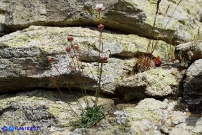 Armeria sardoa subsp. sardoa (Spillone di Sardegna)