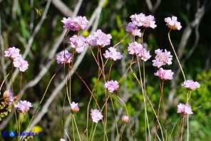 Armeria sardoa subsp. sardoa (Spillone di Sardegna)