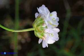 Armeria sardoa subsp. sardoa (Spillone di Sardegna)