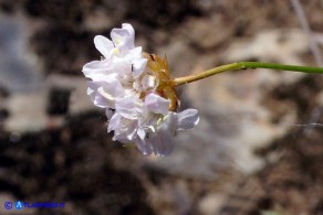 Armeria sardoa subsp. sardoa (Spillone di Sardegna)