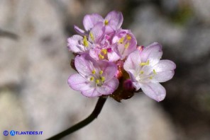 Armeria sardoa subsp. sardoa (Spillone di Sardegna)