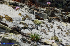 Armeria sardoa subsp. sardoa (Spillone di Sardegna)