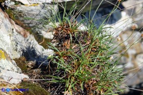Armeria sardoa subsp. sardoa (Spillone di Sardegna)