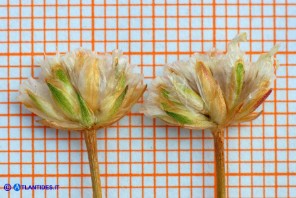 Armeria sardoa subsp. sardoa (Spillone di Sardegna)