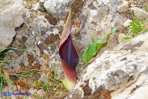 Arum pictum (Gigaro sardo-corso)