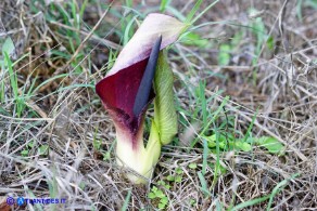 Arum pictum (Gigaro sardo-corso)