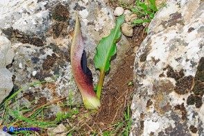 Arum pictum (Gigaro sardo-corso)