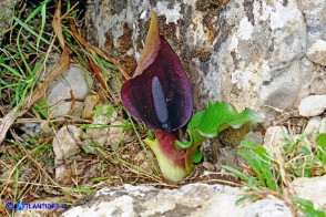 Arum pictum (Gigaro sardo-corso)